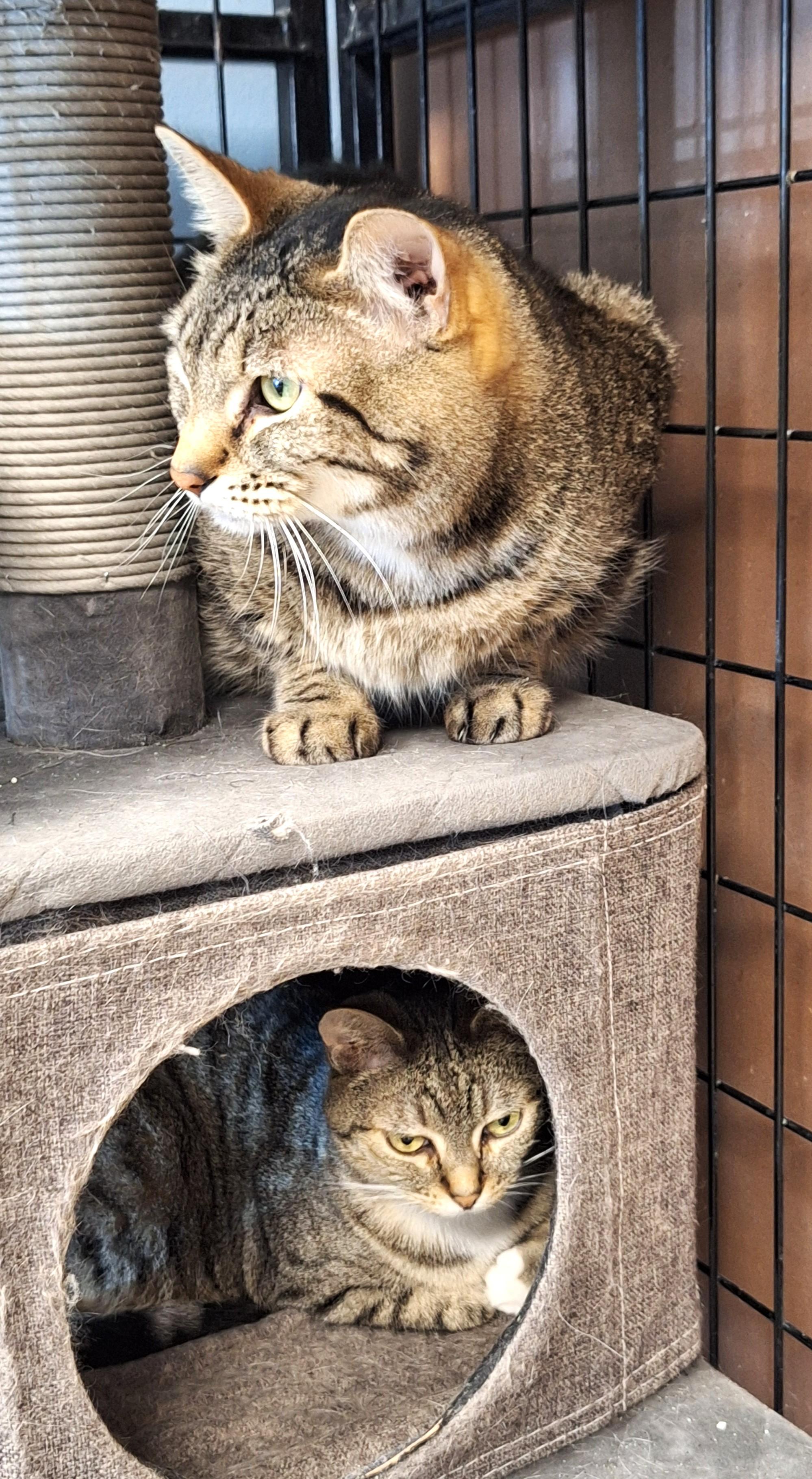 Sativa & Stormie - bonded pair, Adoptable, Adult Male Tabby.