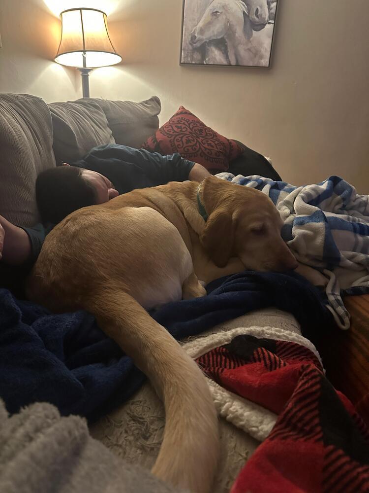 Enlarge Hazel (FOSTERED LOCALLY), a Adoptable Labrador Retriever in Leverett, MA image 2/6