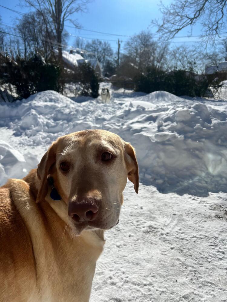 Enlarge Hazel (FOSTERED LOCALLY), a Adoptable Labrador Retriever in Leverett, MA image 3/6