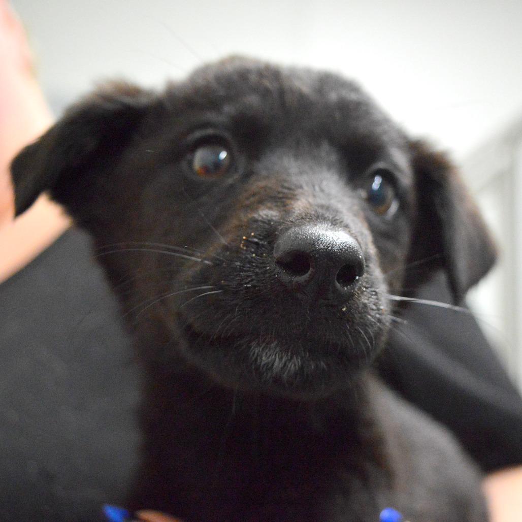Summer, Adoptable, Puppy Female Border Collie.