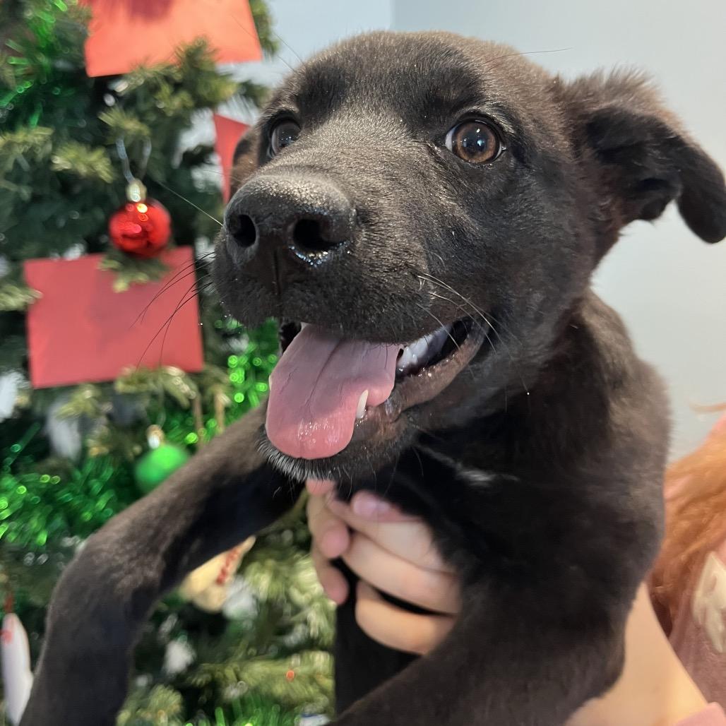 Summer, a Adoptable Border Collie in North Battleford, SK image 2/4