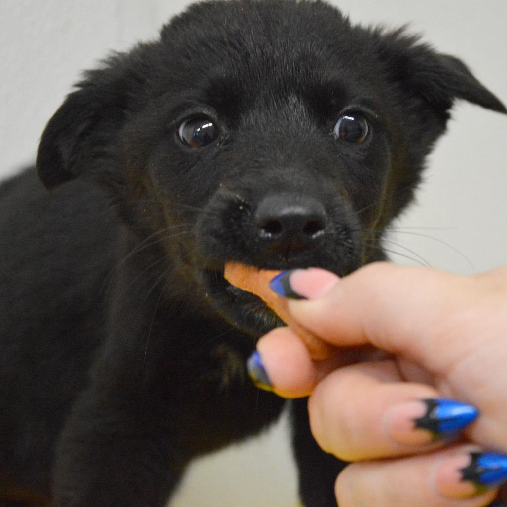 Summer, a Adoptable Border Collie in North Battleford, SK image 3/4