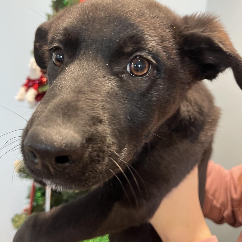 Summer, a Adoptable Border Collie in North Battleford, SK image 4/4