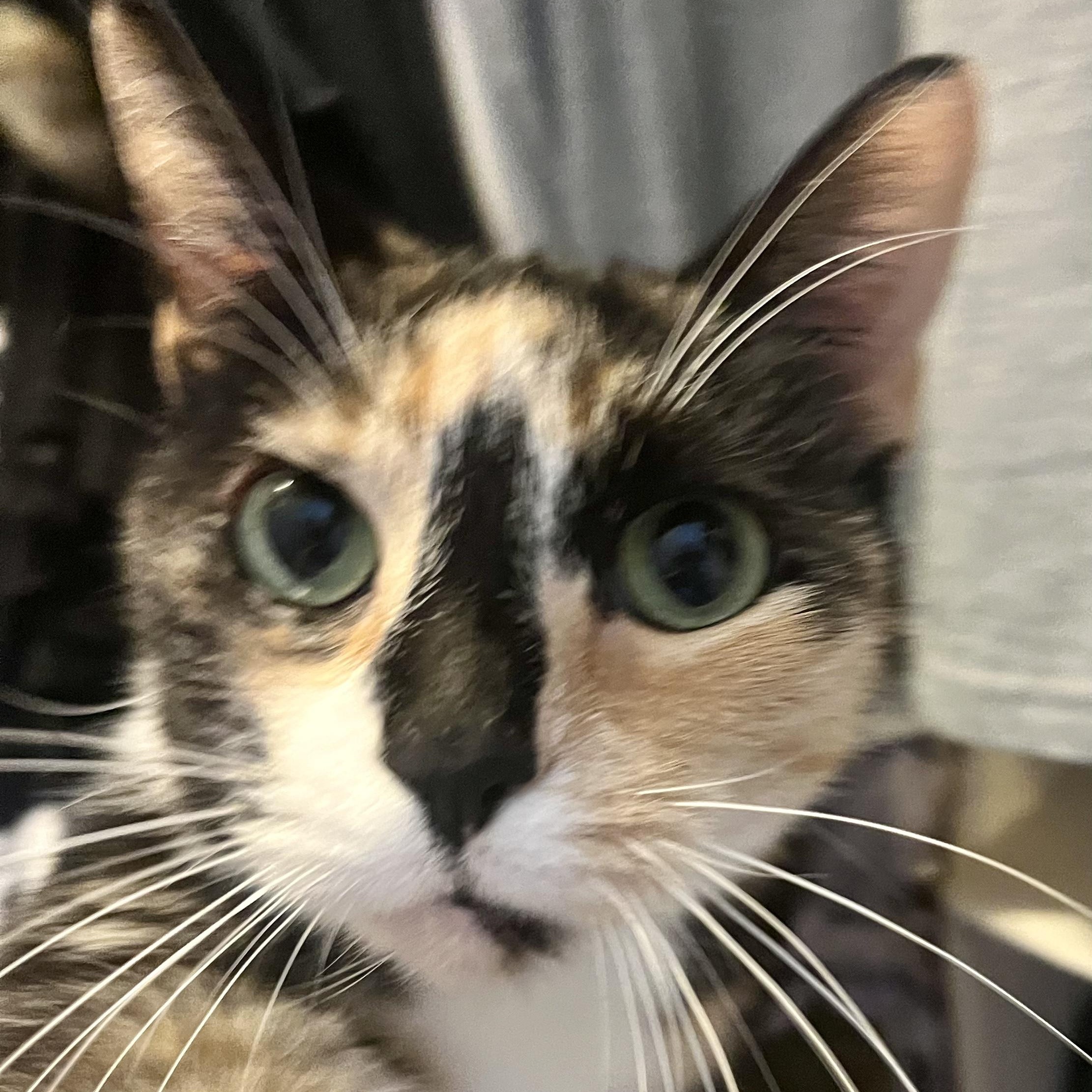Sophia