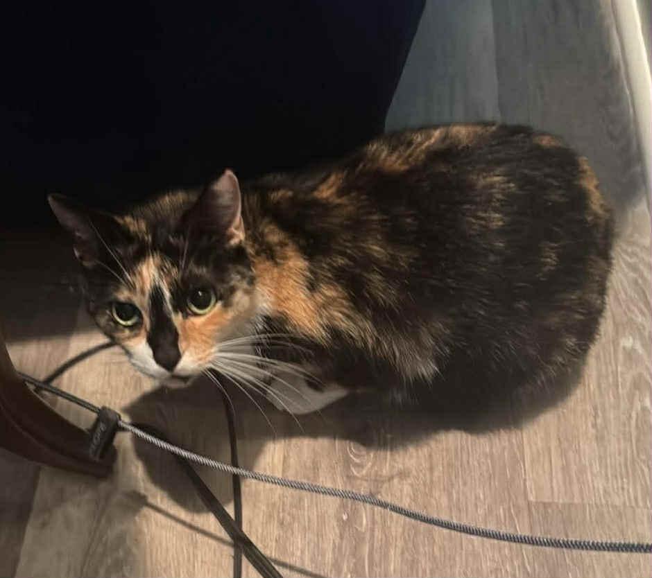 Sophia