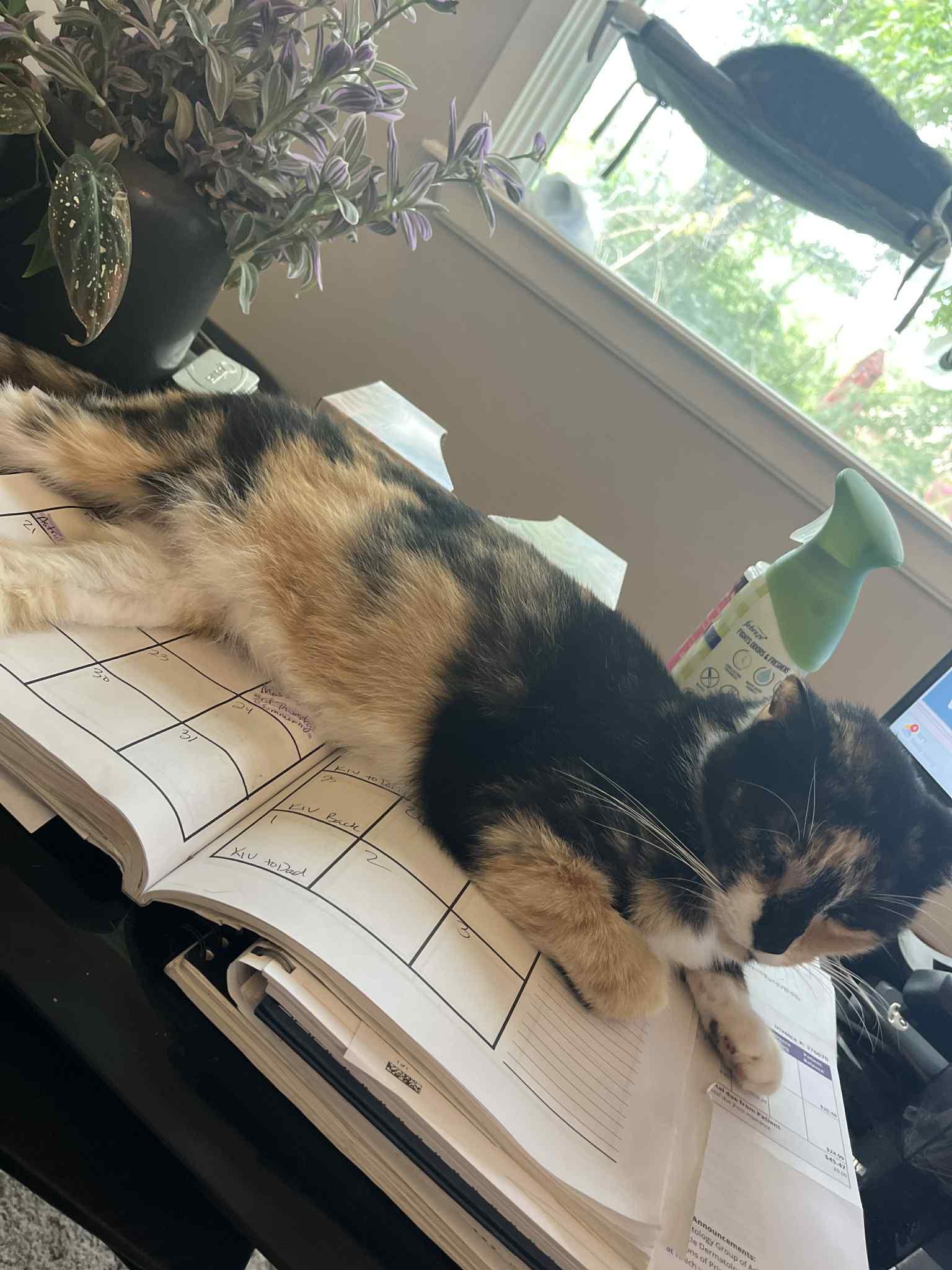 Sophia