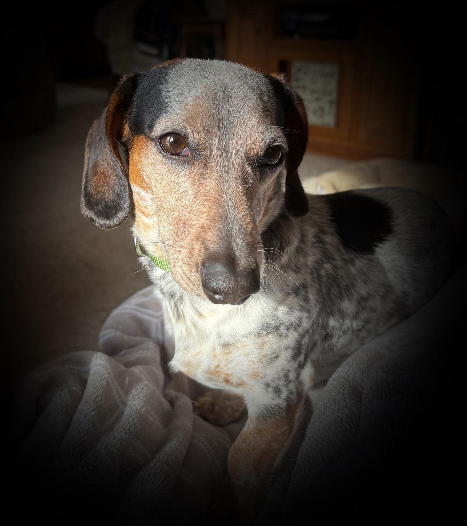 Enlarge Tipee, a Adoptable Dachshund in Anabel, MO image 1/3