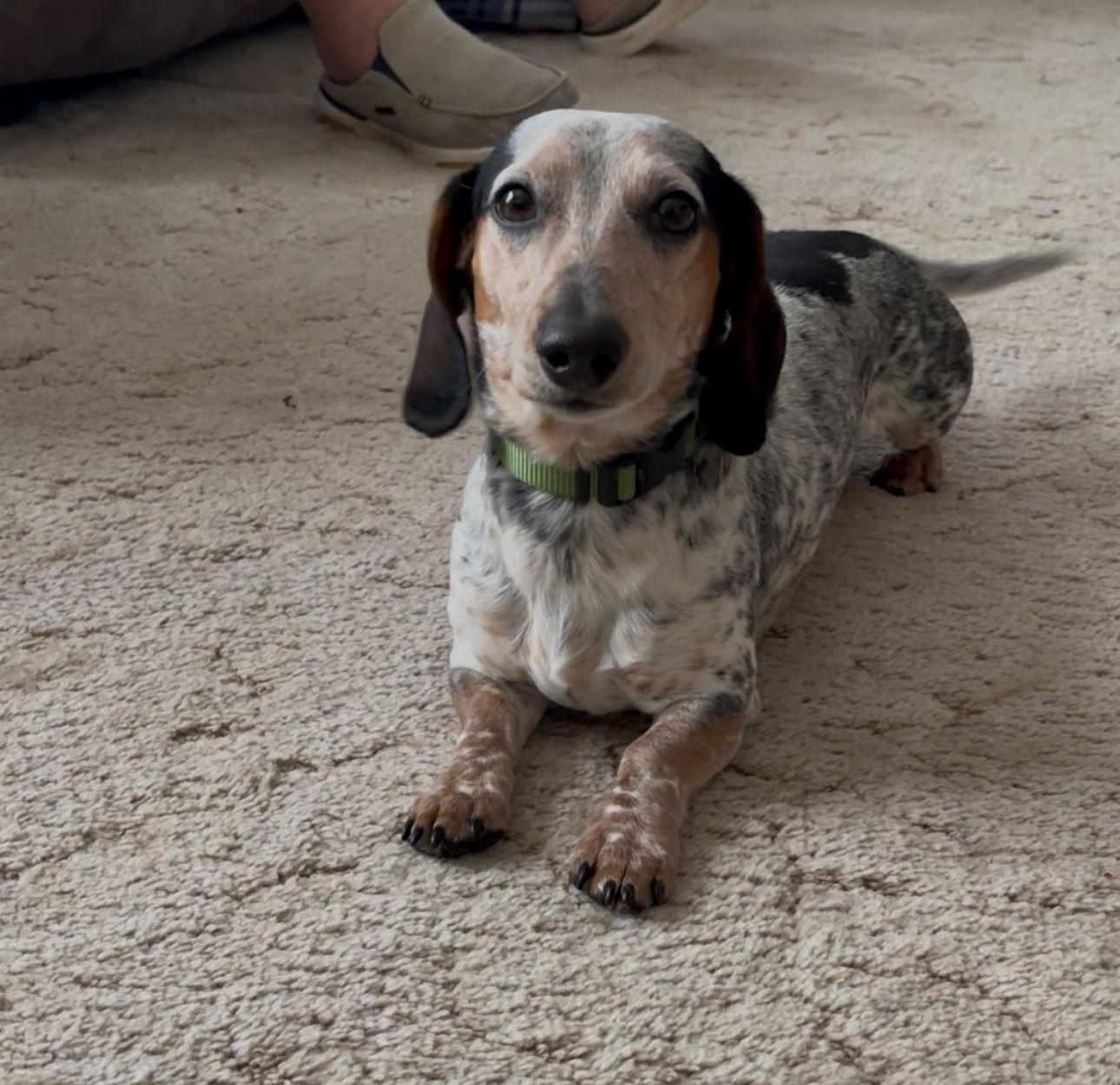 Enlarge Tipee, a Adoptable Dachshund in Anabel, MO image 2/3