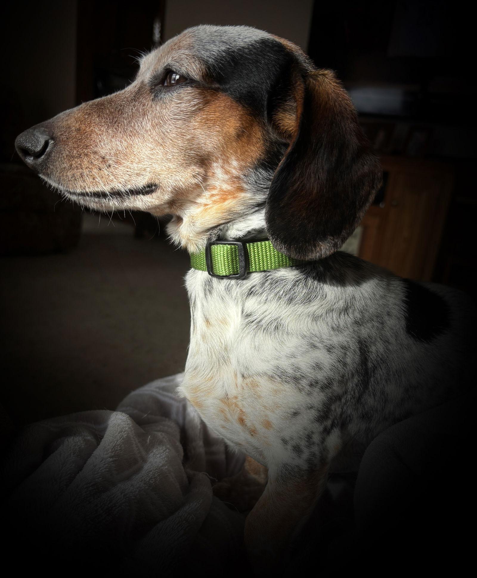 Enlarge Tipee, a Adoptable Dachshund in Anabel, MO image 3/3