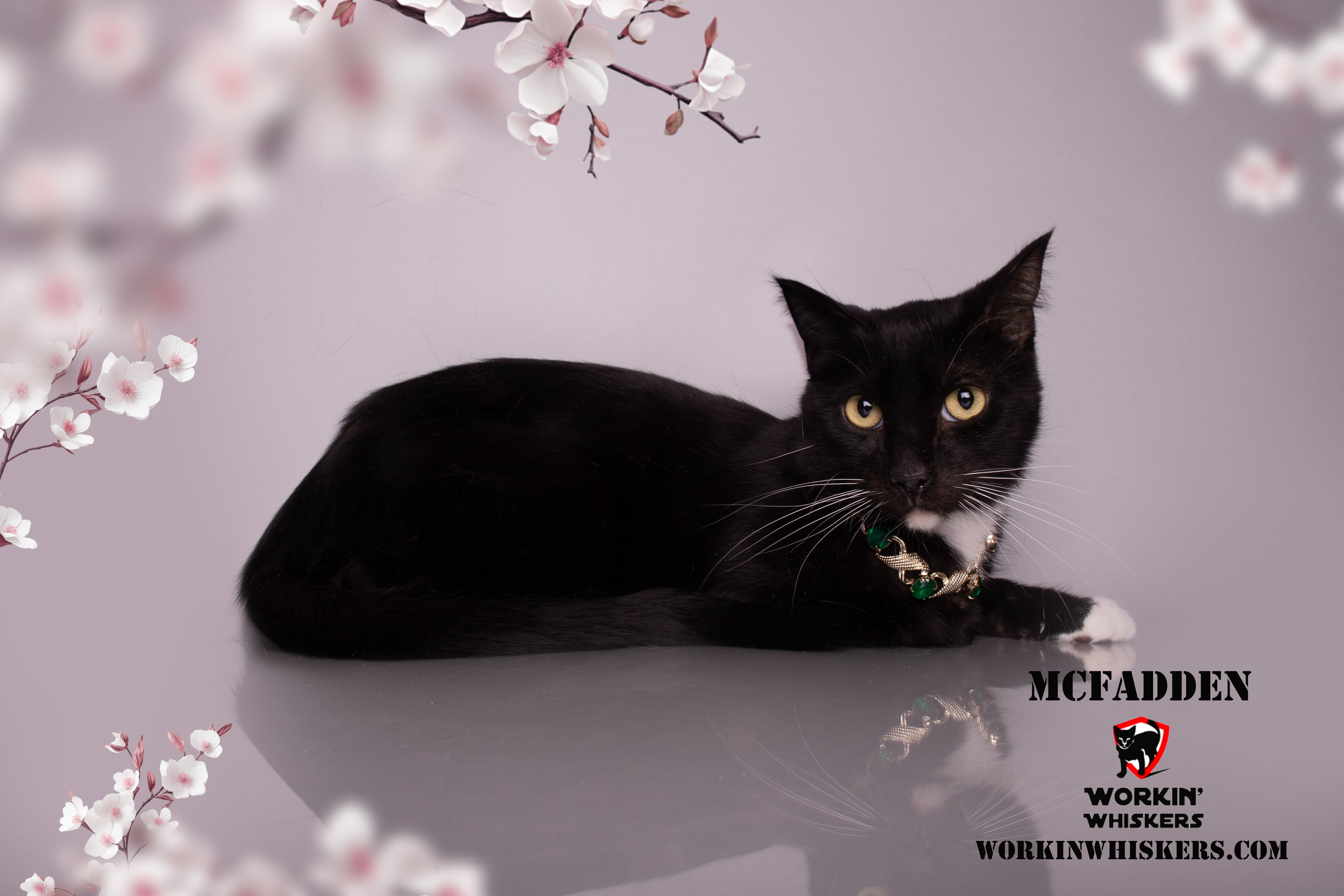 Enlarge MCFADDEN, a Adoptable mixed breed in HEMET, CA image 2/6