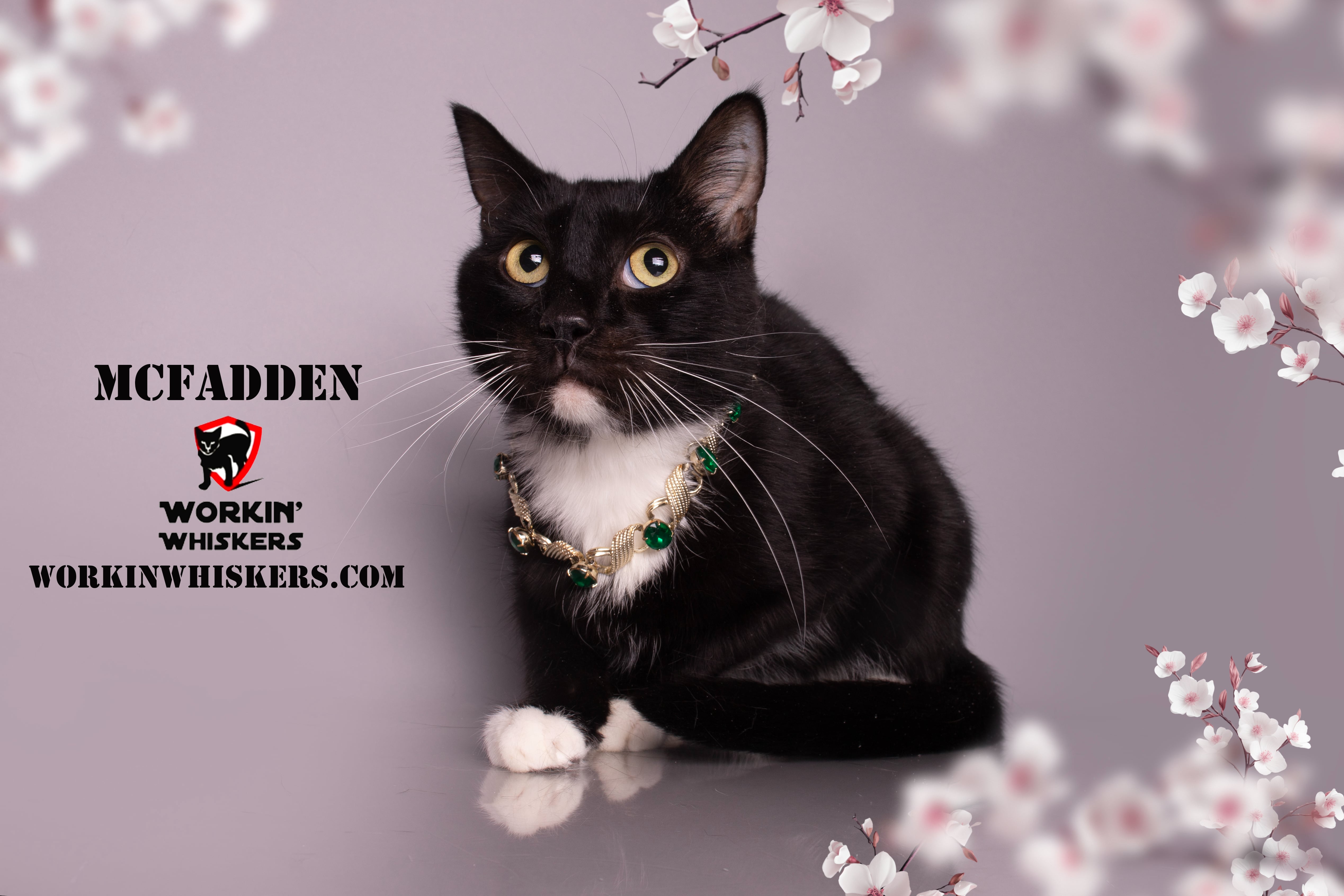 Enlarge MCFADDEN, a Adoptable mixed breed in HEMET, CA image 1/6