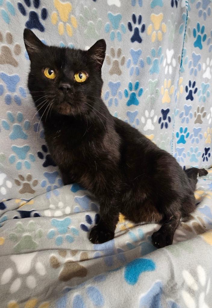 Shadow, Adoptable, Senior Male Domestic Short Hair.