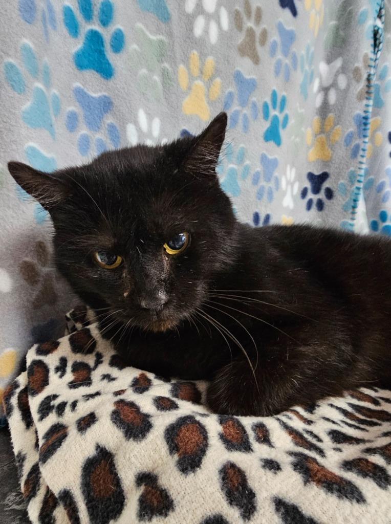 Shadow, a Adoptable mixed breed in Wabash, IN image 2/2