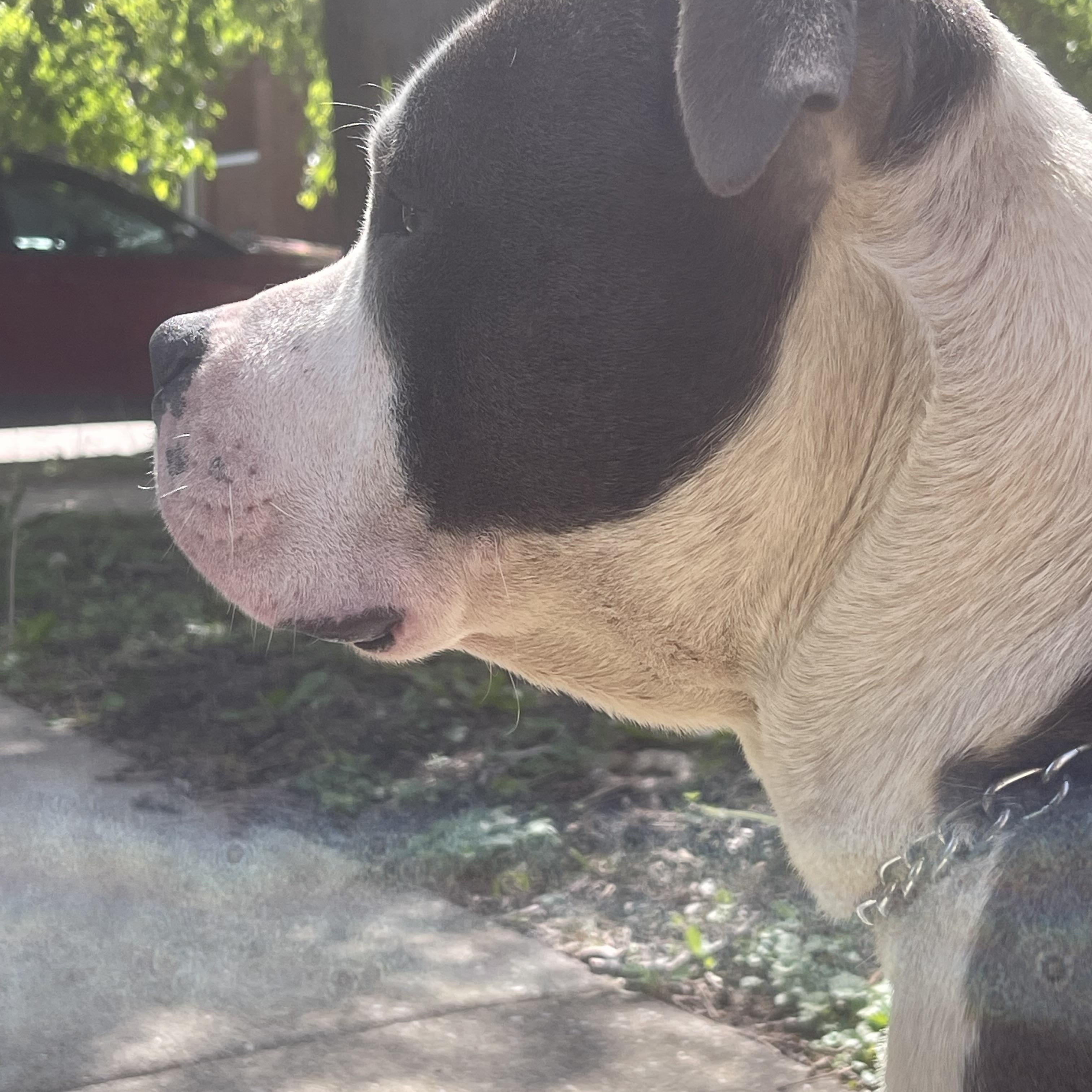 Enlarge Koda, a ADOPTABLE American Bully in Northlake, IL image 3/4