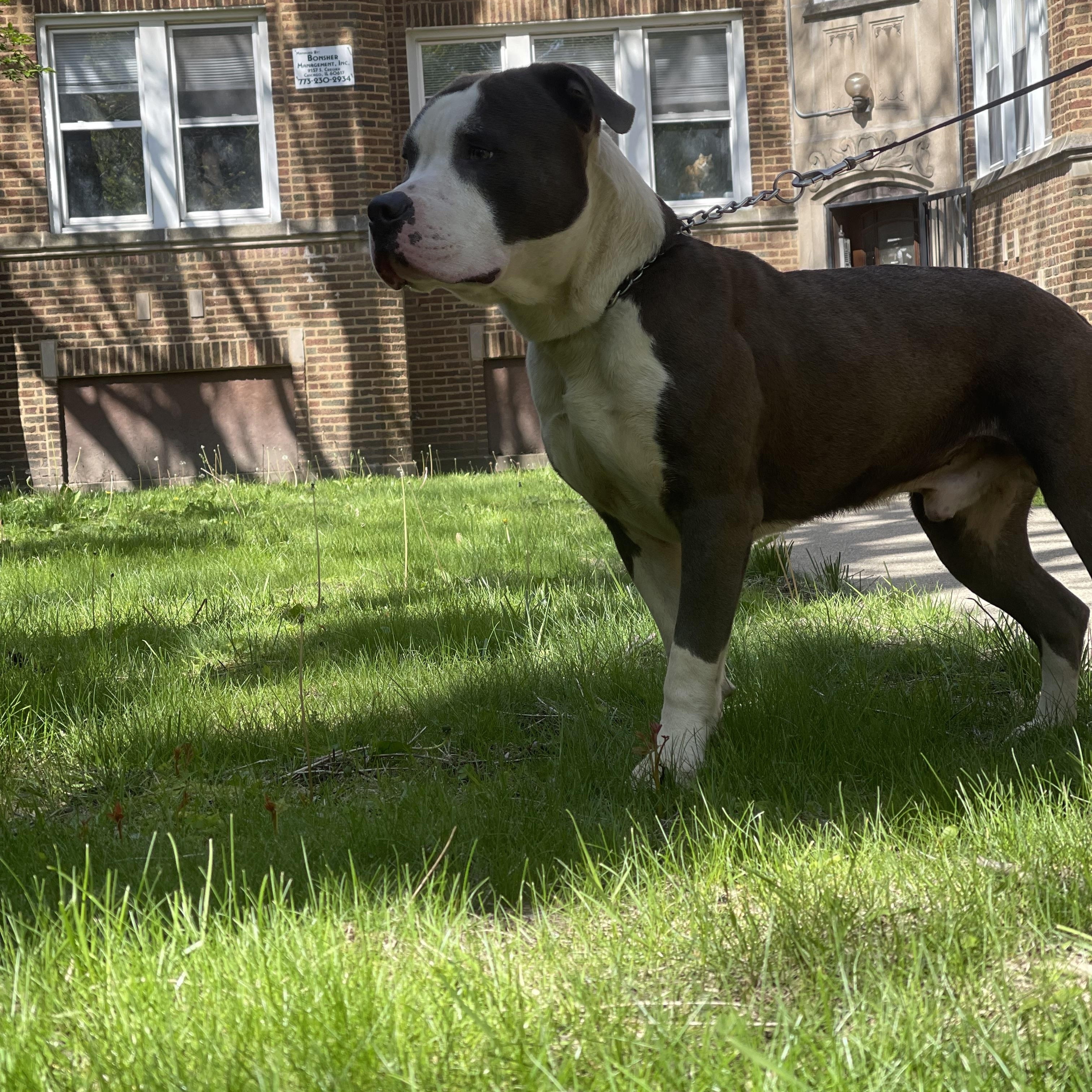 Enlarge Koda, a ADOPTABLE American Bully in Northlake, IL image 4/4