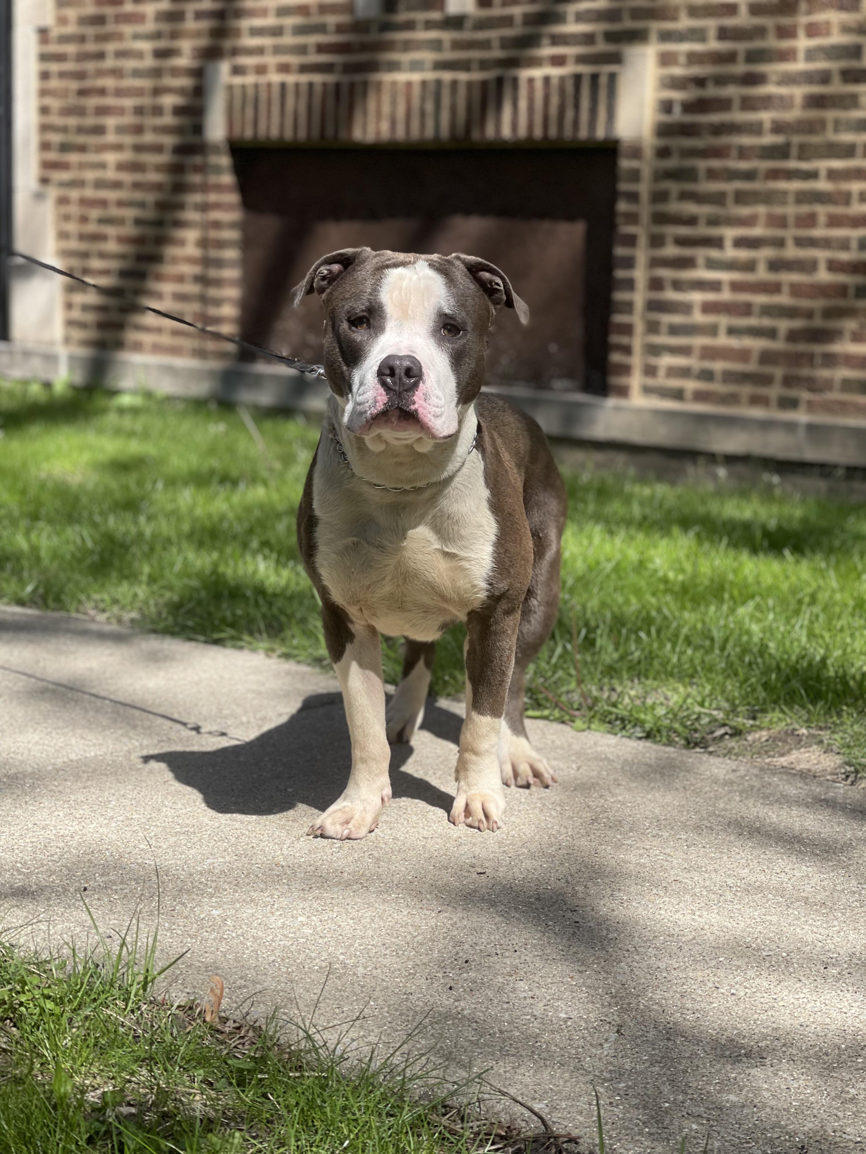 Enlarge Koda, a ADOPTABLE American Bully in Northlake, IL image 2/4
