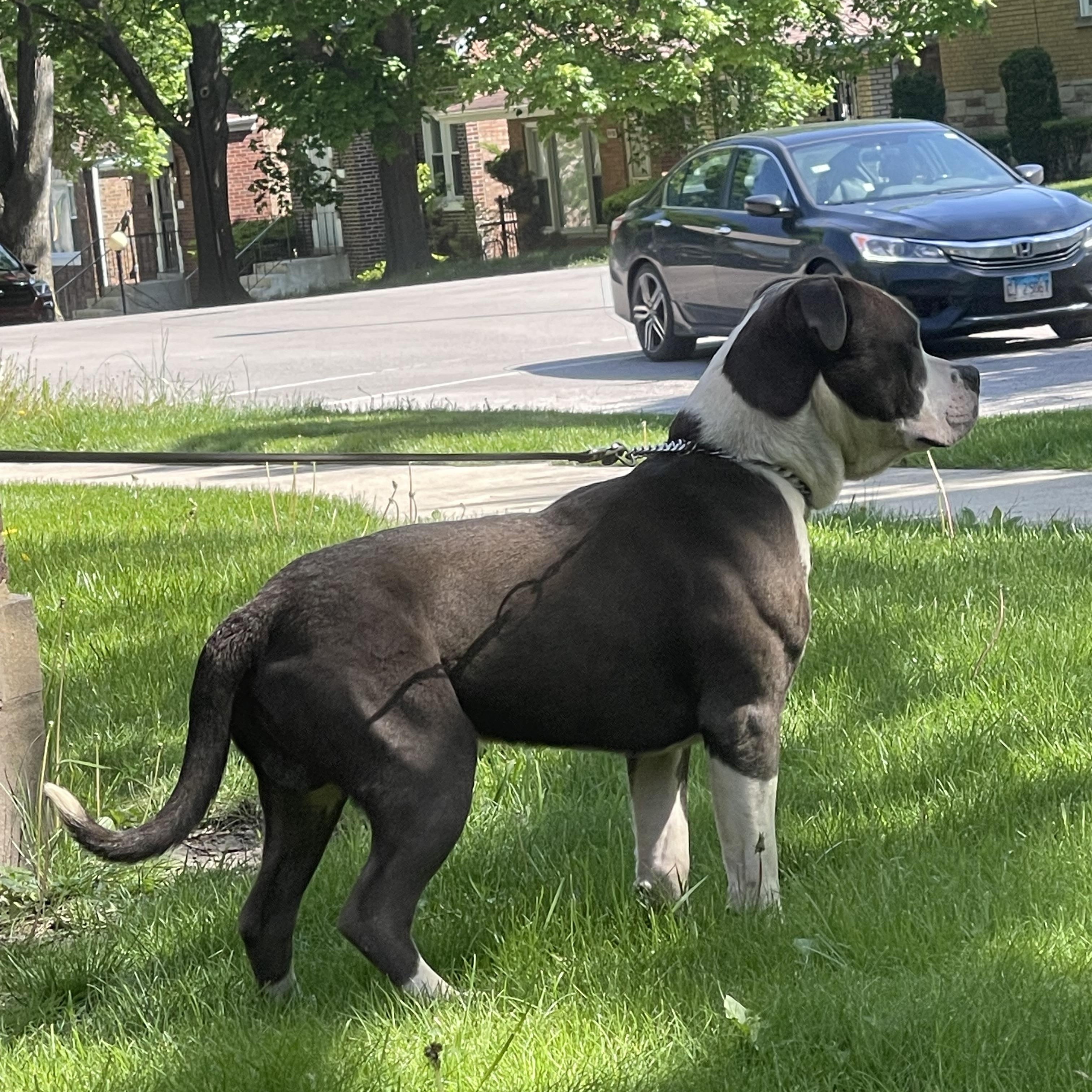 Koda, ADOPTABLE, Young Male American Bully.