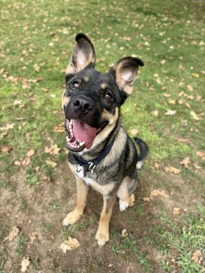 Rue, ADOPTABLE, Young Female German Shepherd Dog.