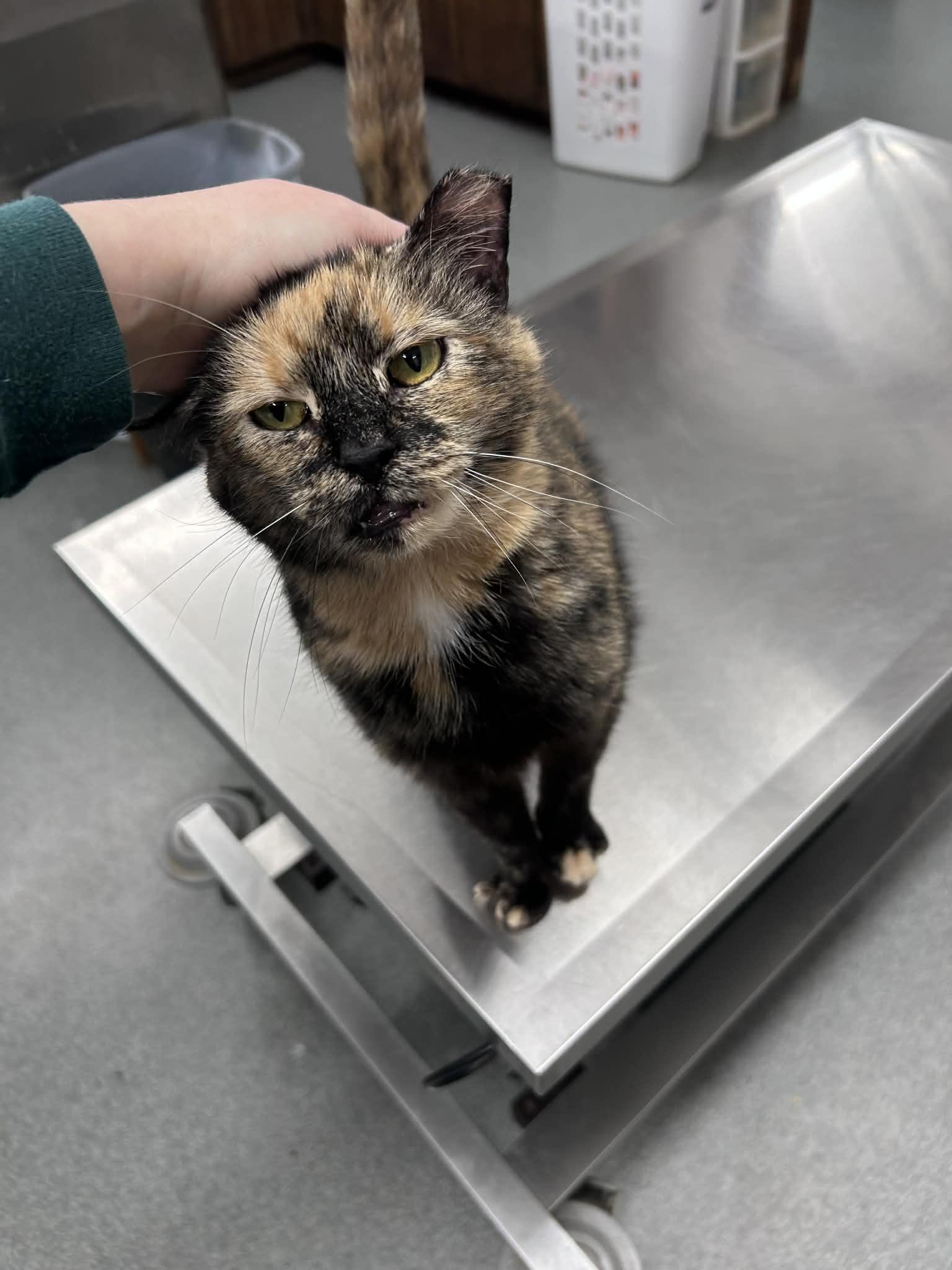 *Polly, Adopted, Adult Female Domestic Short Hair & Tortoiseshell.