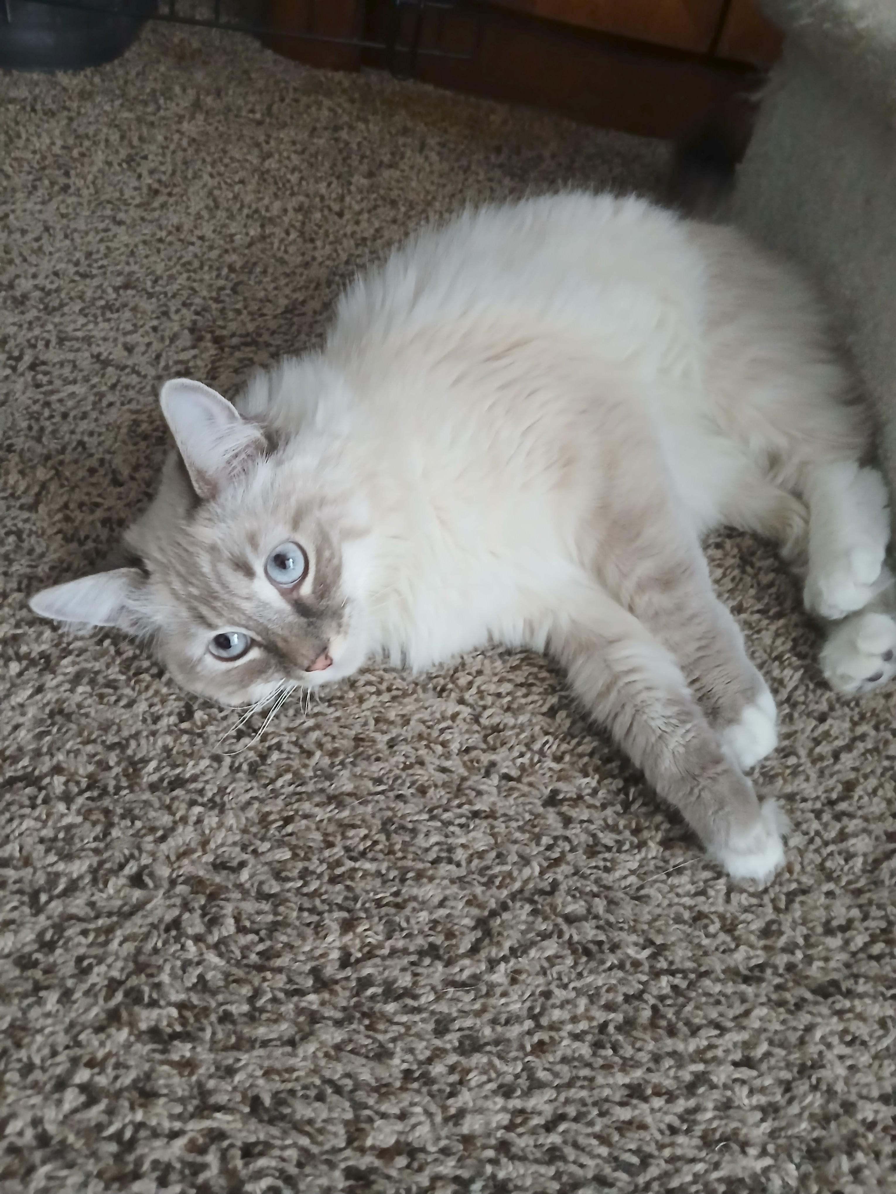 WILLOW, Adopted, Young Female Himalayan & Ragdoll.