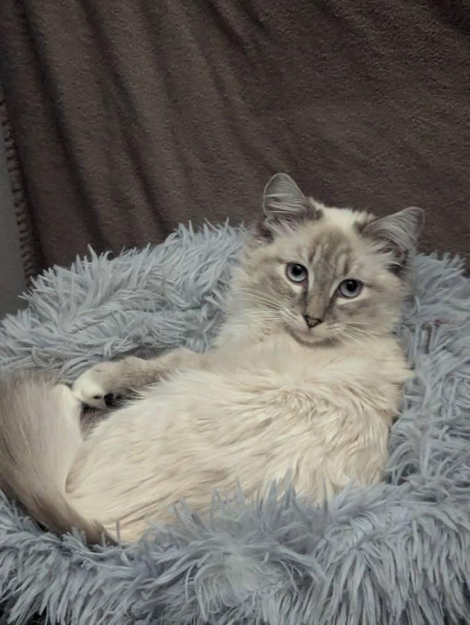 WILLOW, a Adopted mixed breed in Las Vegas, NV image 2/6