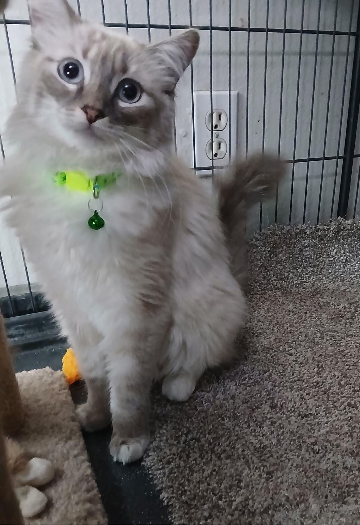 WILLOW, a Adopted mixed breed in Las Vegas, NV image 3/6