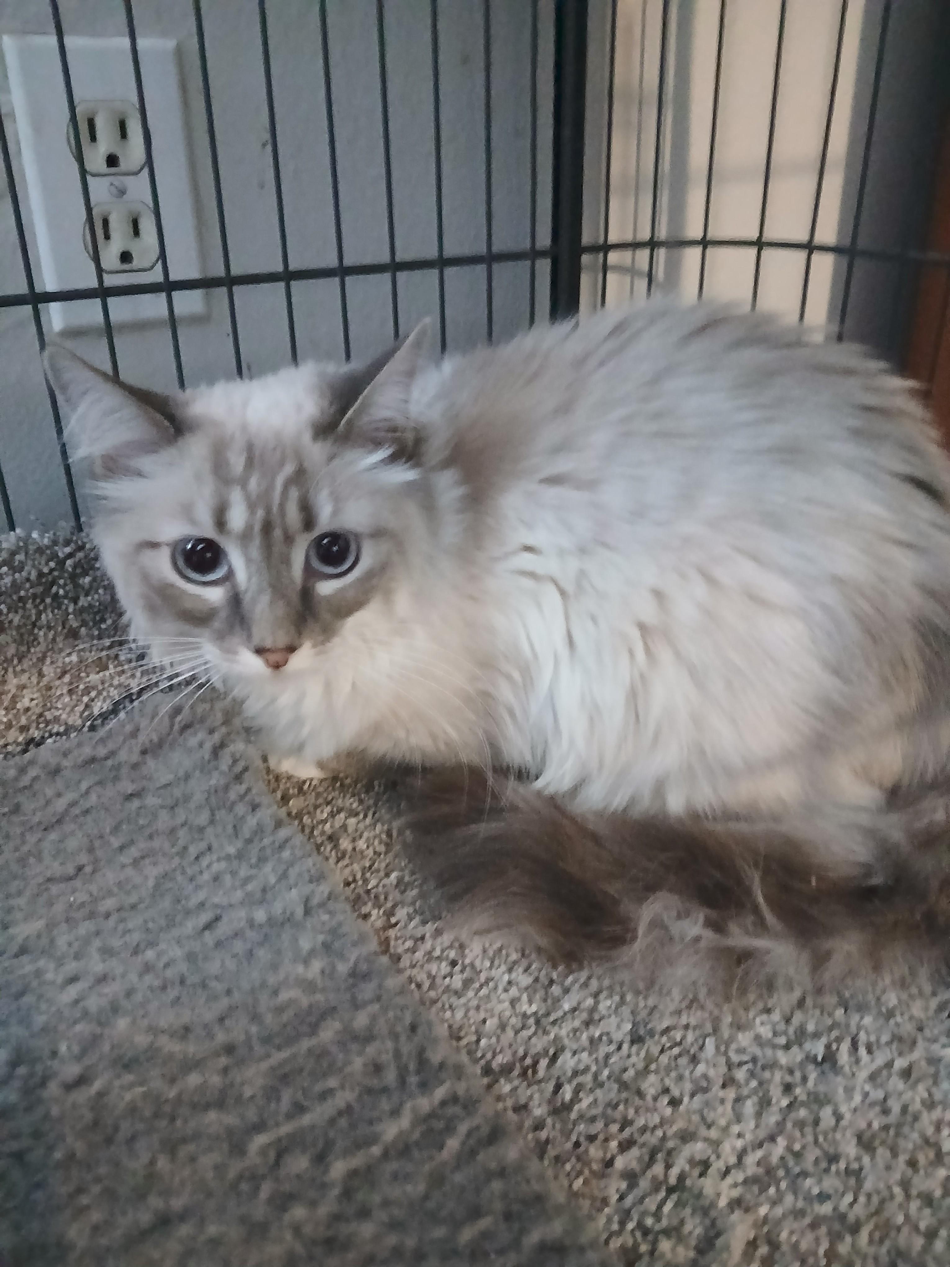 WILLOW, a Adopted mixed breed in Las Vegas, NV image 4/6