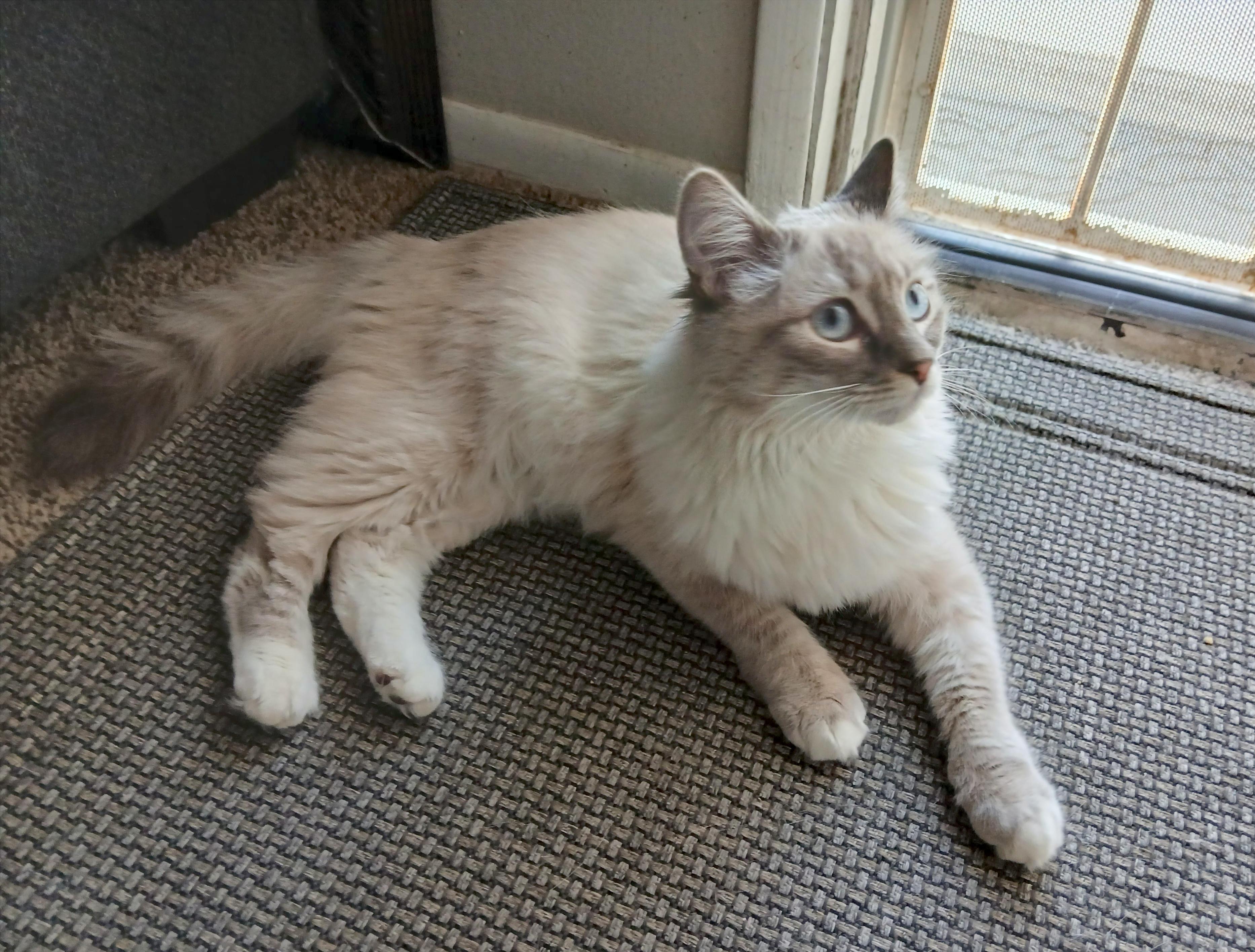 WILLOW, a Adopted mixed breed in Las Vegas, NV image 5/6