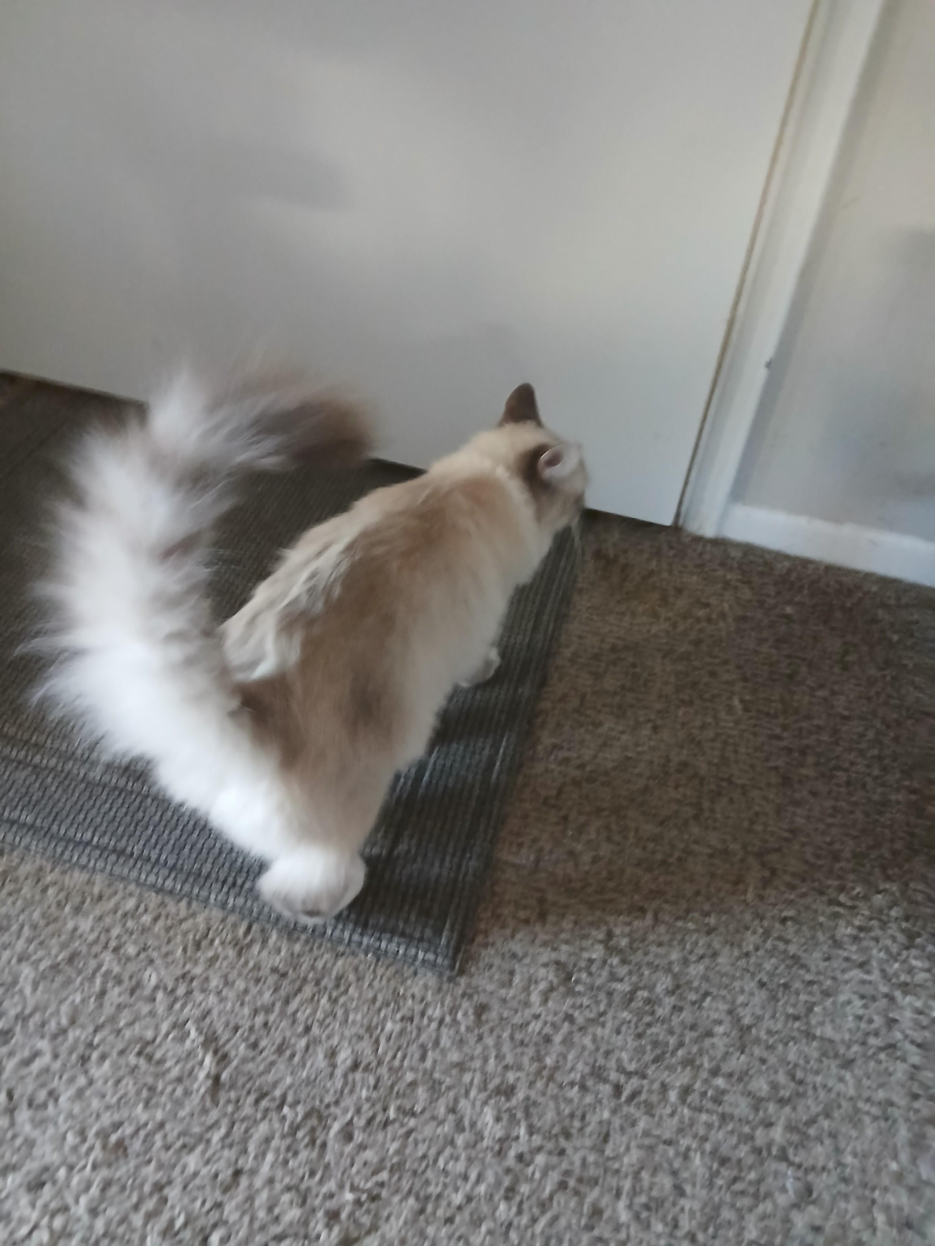 WILLOW, a Adopted mixed breed in Las Vegas, NV image 6/6