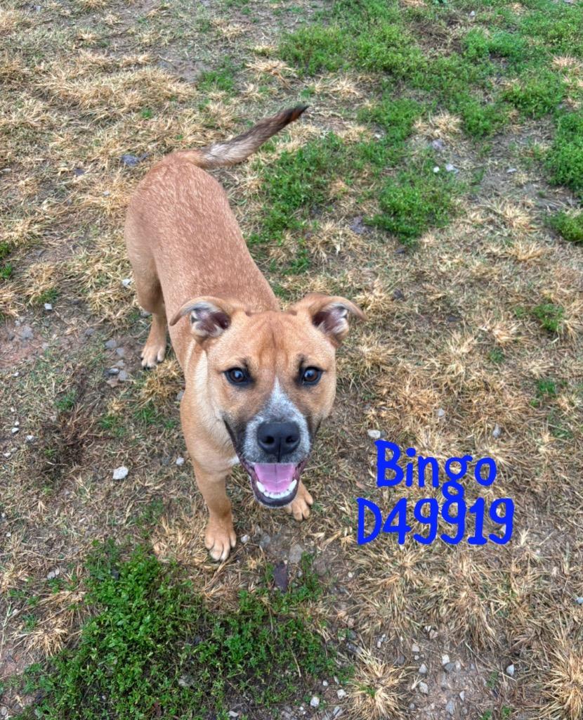 Bingo, Adoptable, Young Male Australian Cattle Dog / Blue Heeler & Mixed Breed.