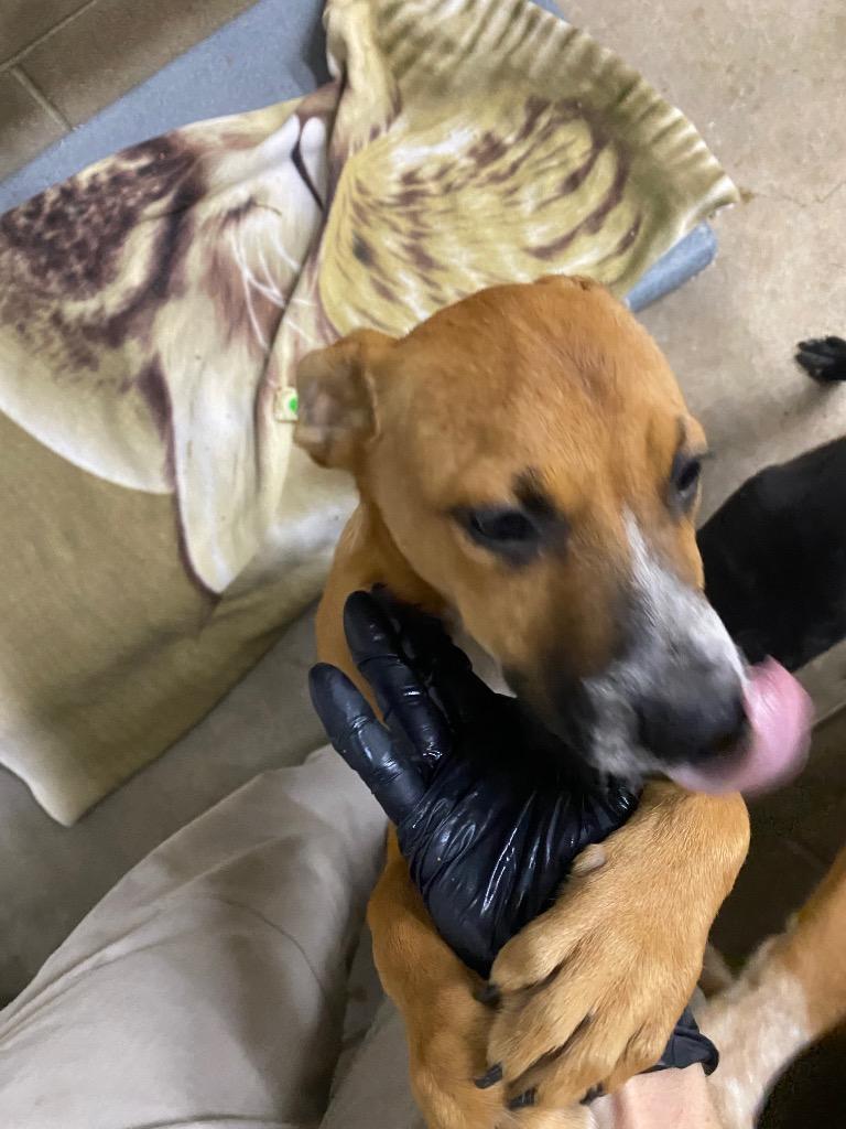 Enlarge Bingo, a Adoptable mixed breed in Clarksville, TN image 2/4