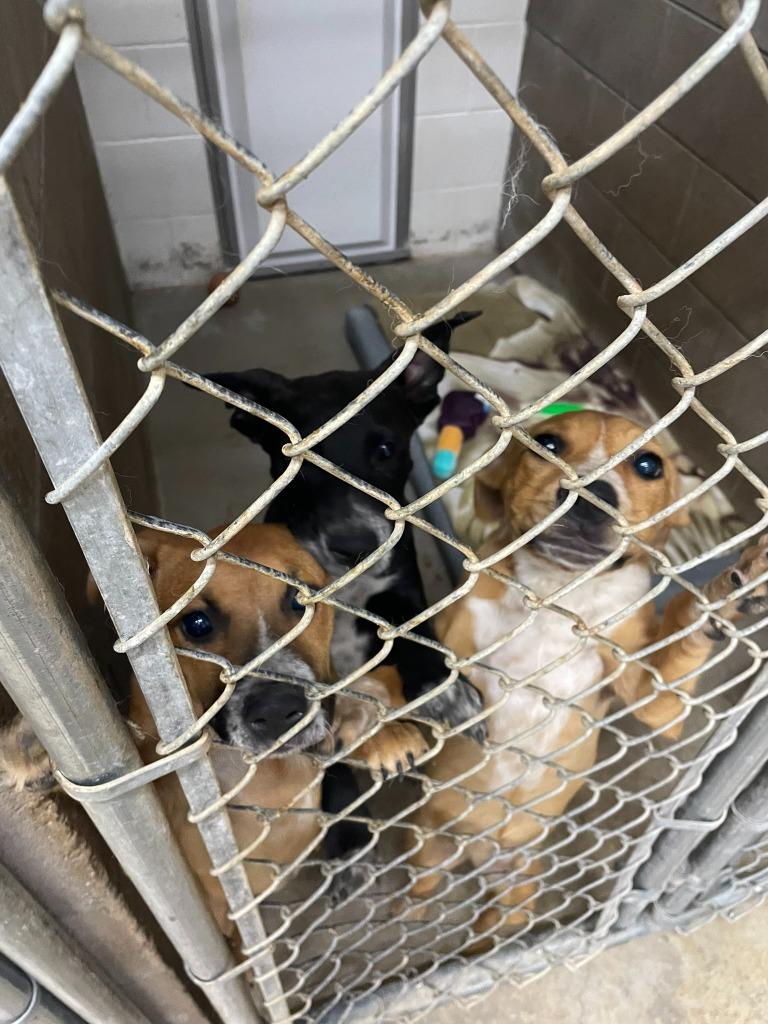 Enlarge Bingo, a Adoptable mixed breed in Clarksville, TN image 3/4