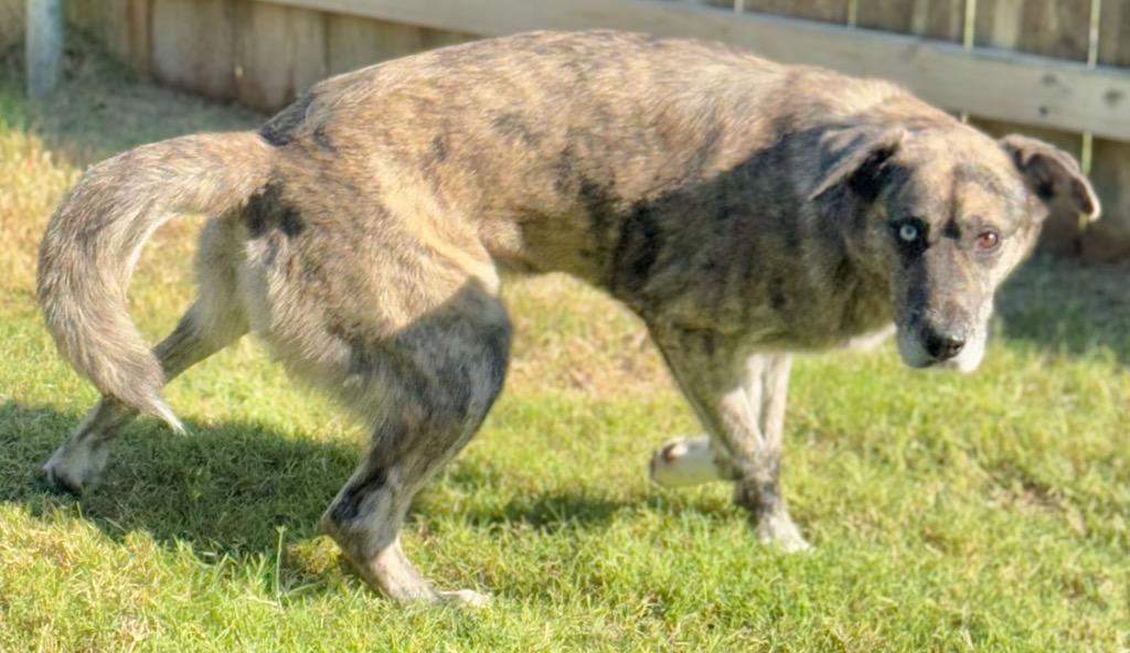 Adelind, Adoptable, Adult Female Husky.