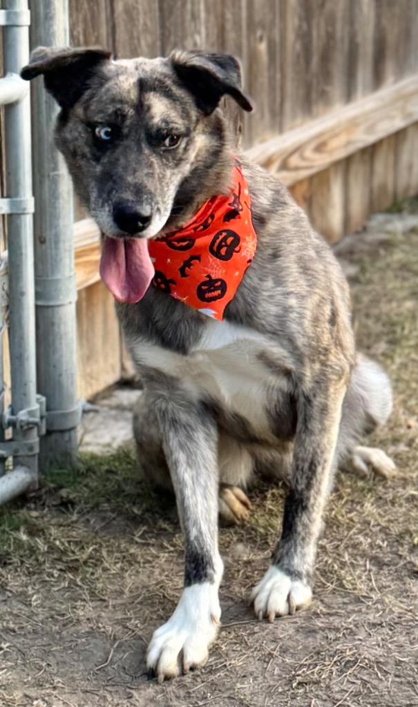 Enlarge Adelind, a Adoptable Husky in Great Bend, KS image 2/3