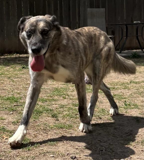 Adelind, a Adoptable Husky in Great Bend, KS image 3/5