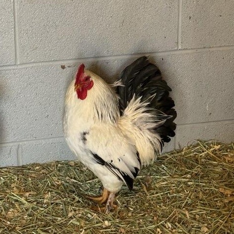 Enlarge Charles (ID 50025), a Adoptable Chicken in Manassas, VA image 1/1