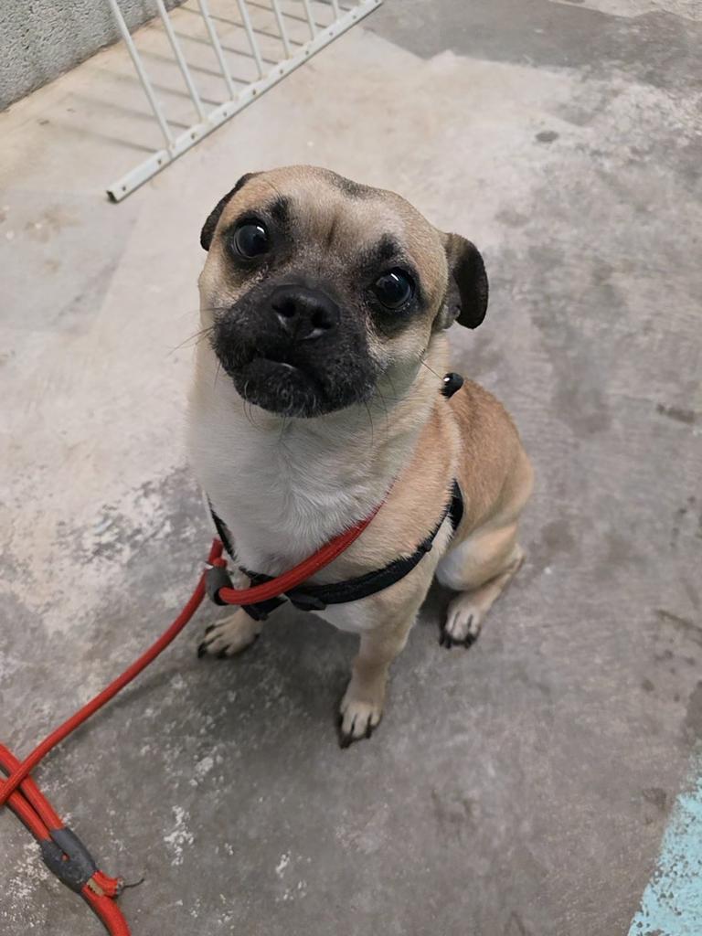 Enlarge Krixus, a Adoptable mixed breed in Holbrook, AZ image 1/1