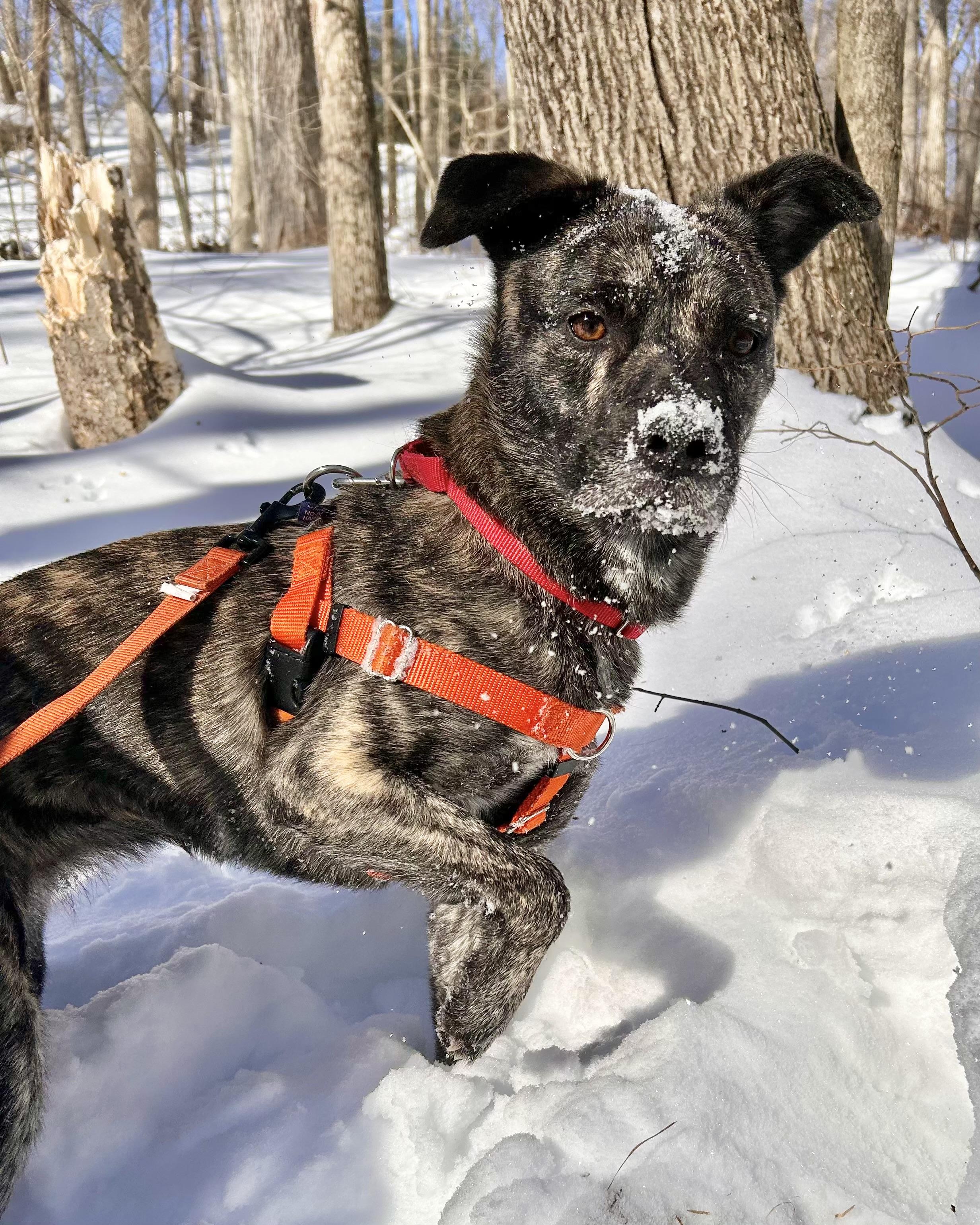 Enlarge Eartha, a Adoptable mixed breed in Woodstock, NY image 4/6