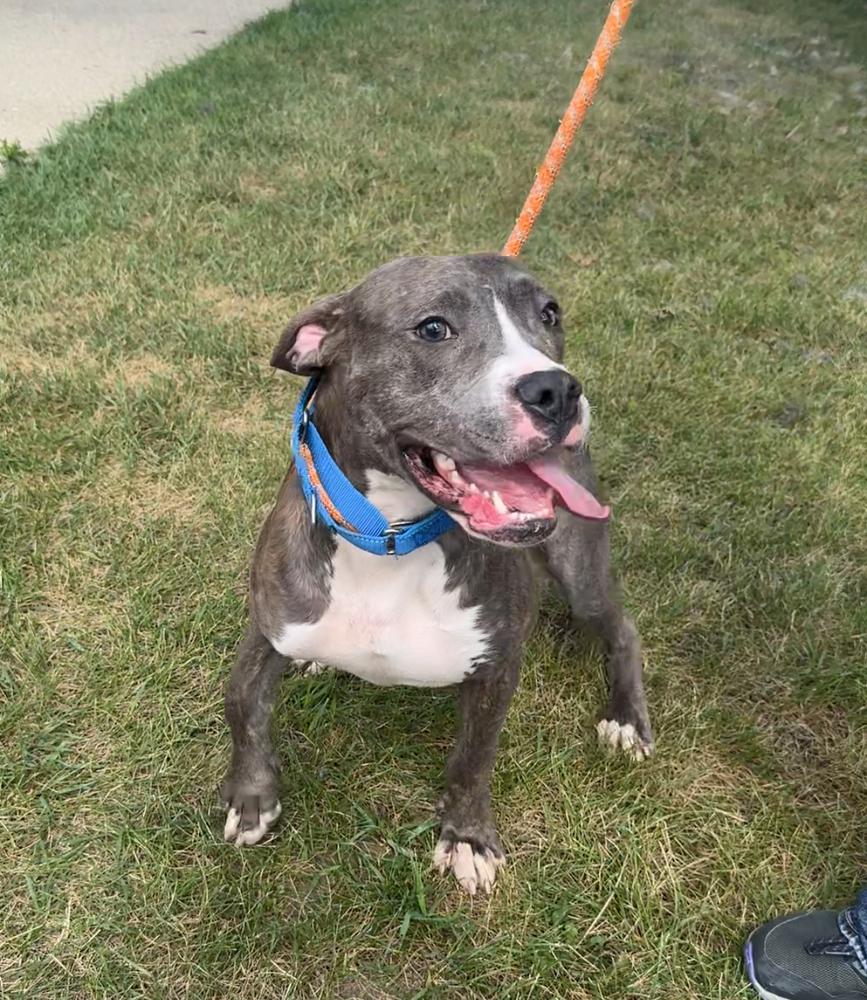 THOR, Adoptable, Adult Male Pit Bull Terrier.
