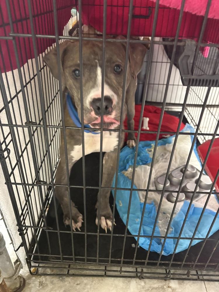Enlarge THOR, a Adoptable Pit Bull Terrier in Rochester, IN image 2/4