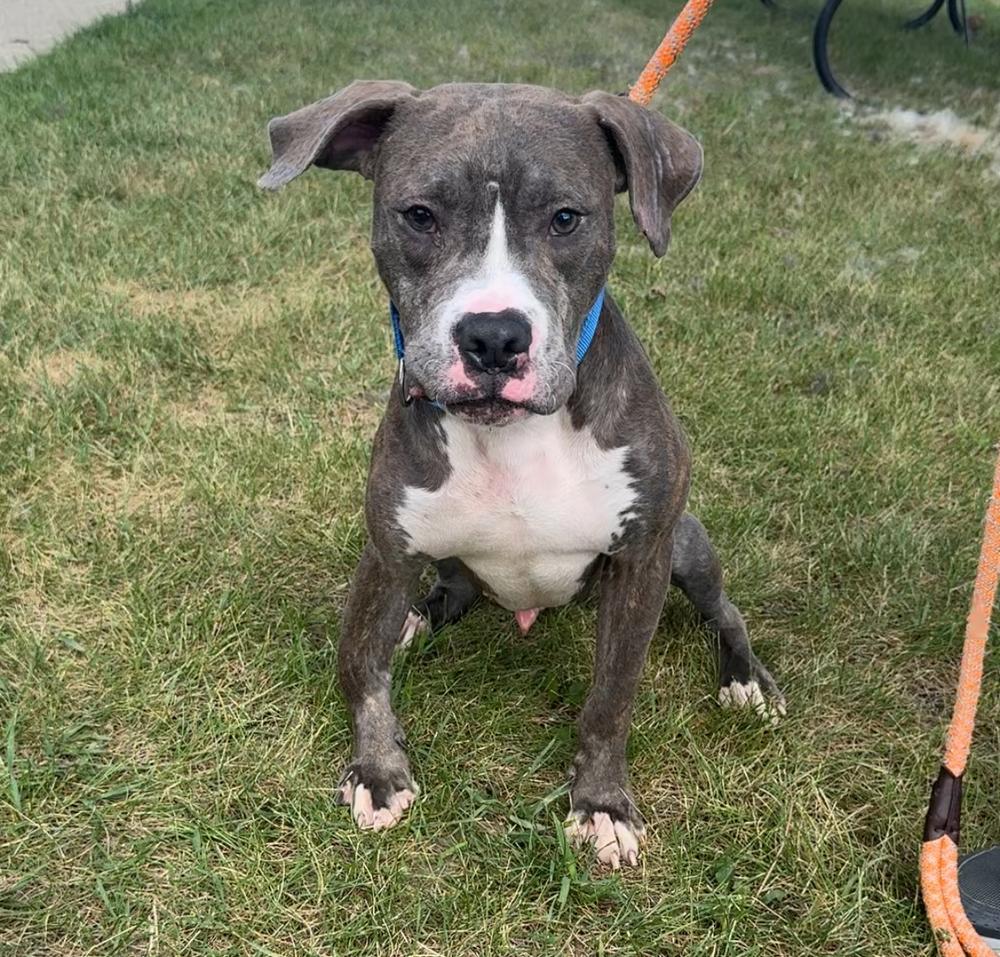 Enlarge THOR, a Adoptable Pit Bull Terrier in Rochester, IN image 3/4