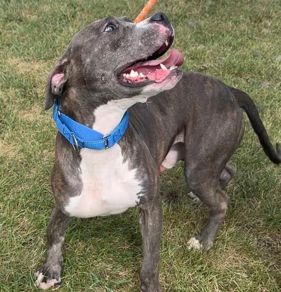 Enlarge THOR, a Adoptable Pit Bull Terrier in Rochester, IN image 4/4