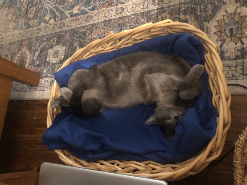 Enlarge Rebbee (bonded to Mildred), an adopted Domestic Short Hair in Fort Worth, TX image 4/4