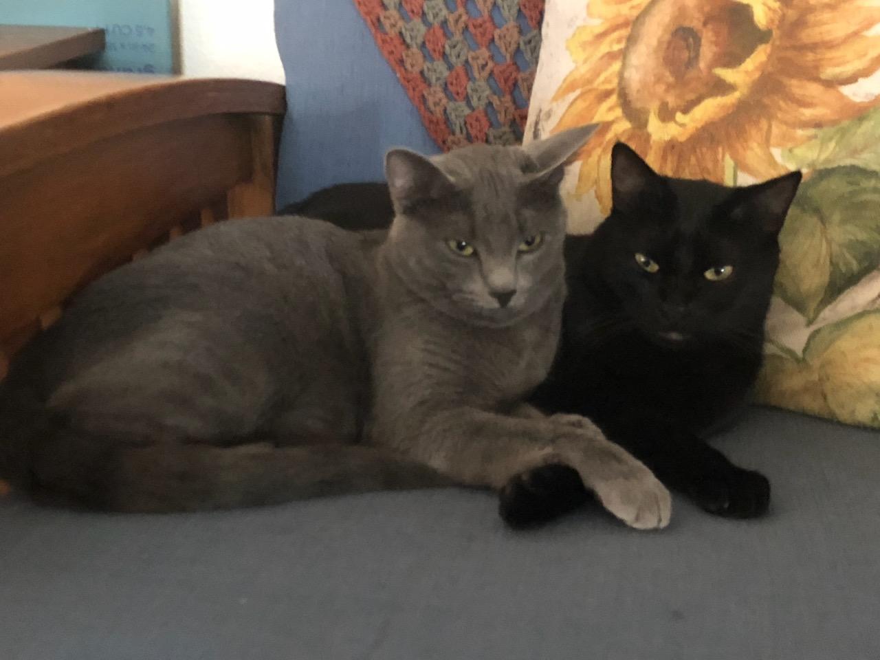 Rebbee (bonded to Mildred), adopted, Adult Female Domestic Short Hair.