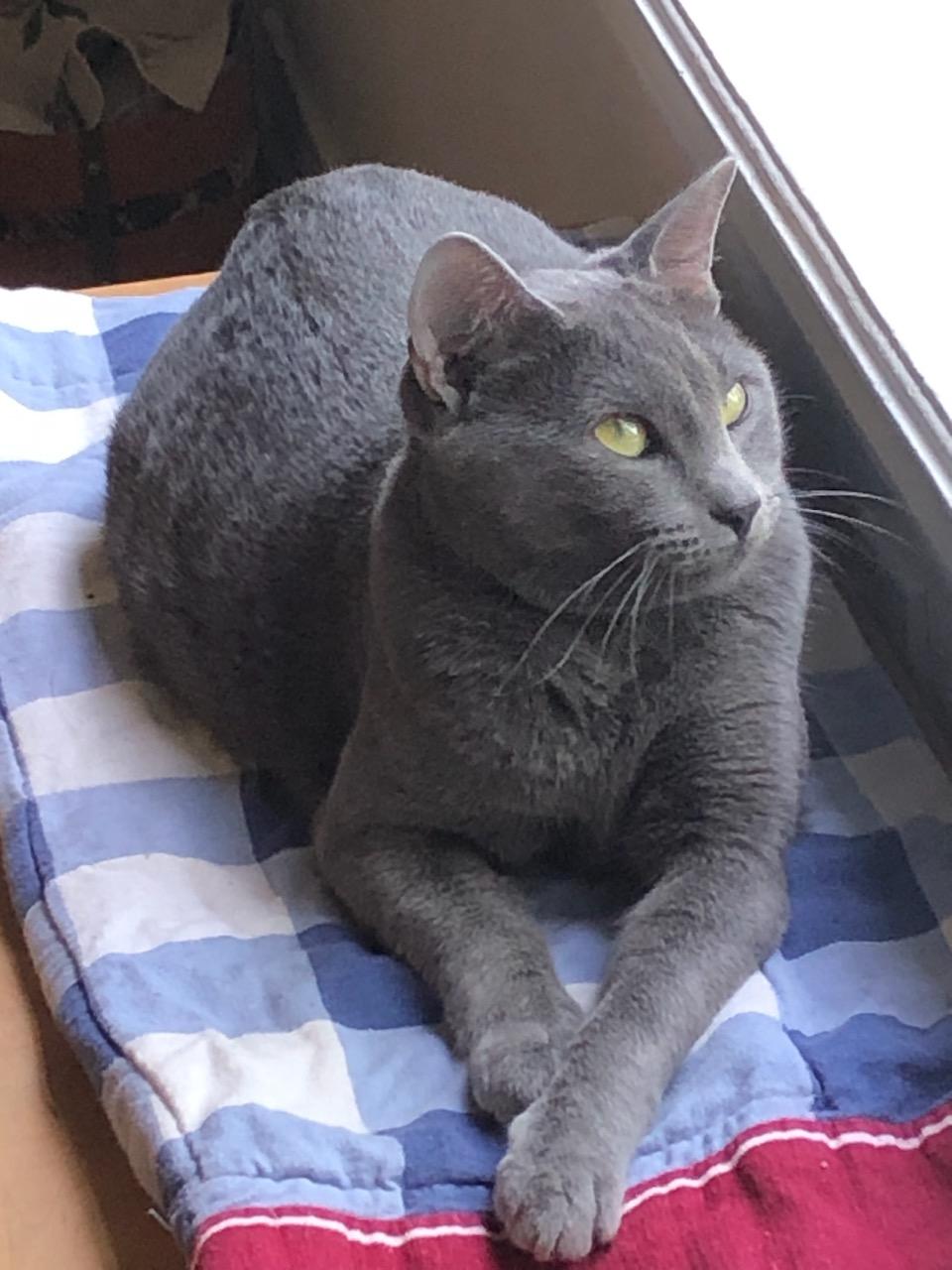 Enlarge Rebbee (bonded to Mildred), an adopted Domestic Short Hair in Fort Worth, TX image 2/4