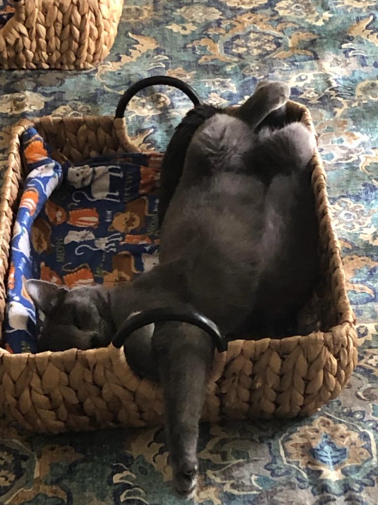 Enlarge Rebbee (bonded to Mildred), an adopted Domestic Short Hair in Fort Worth, TX image 3/4