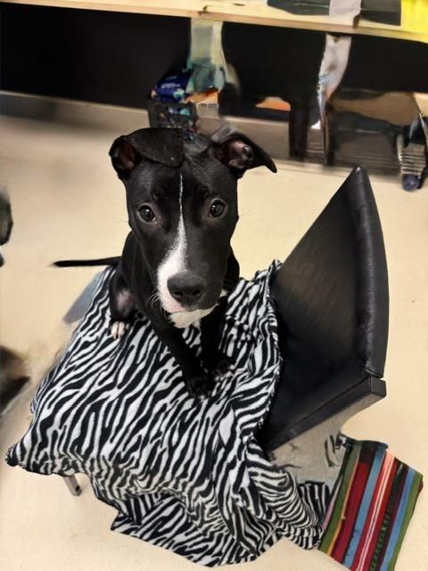 Enlarge Roger, a Adoptable mixed breed in Kalamazoo, MI image 1/2