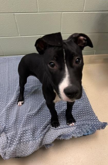 Enlarge Roger, a Adoptable mixed breed in Kalamazoo, MI image 2/2
