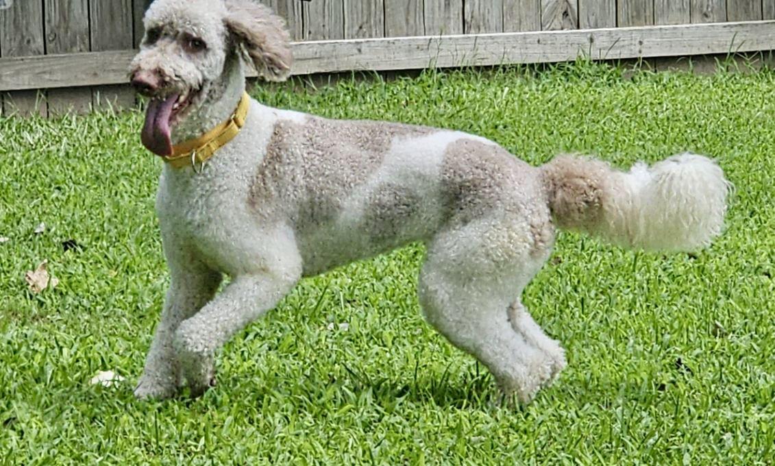 Enlarge Celeste, a Adopted mixed breed in Yorktown, VA image 5/6