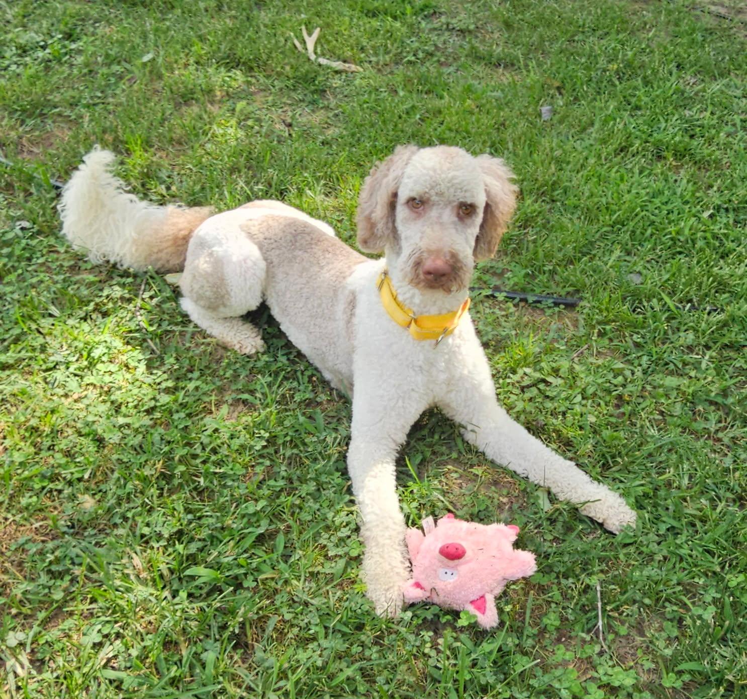 Celeste, Adopted, Young Female Standard Poodle.